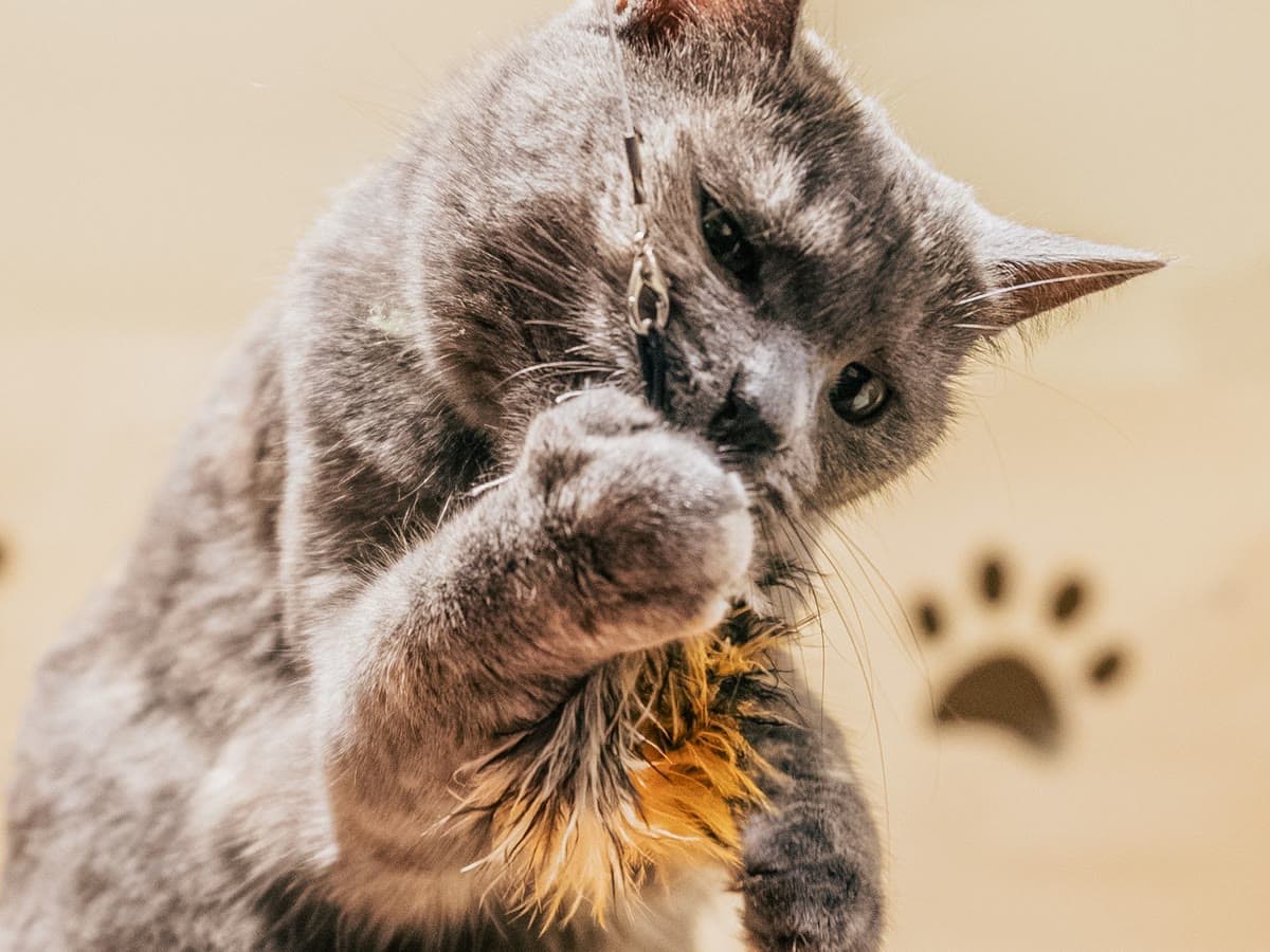 A grey cat batting at a feather wand toy indoors