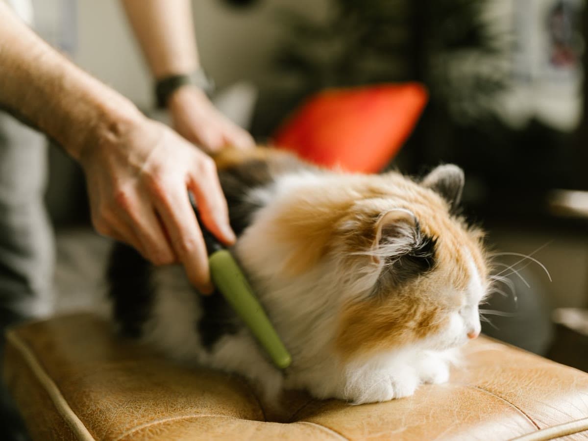 Hands combing the coat of a calico cat resting on a cushion