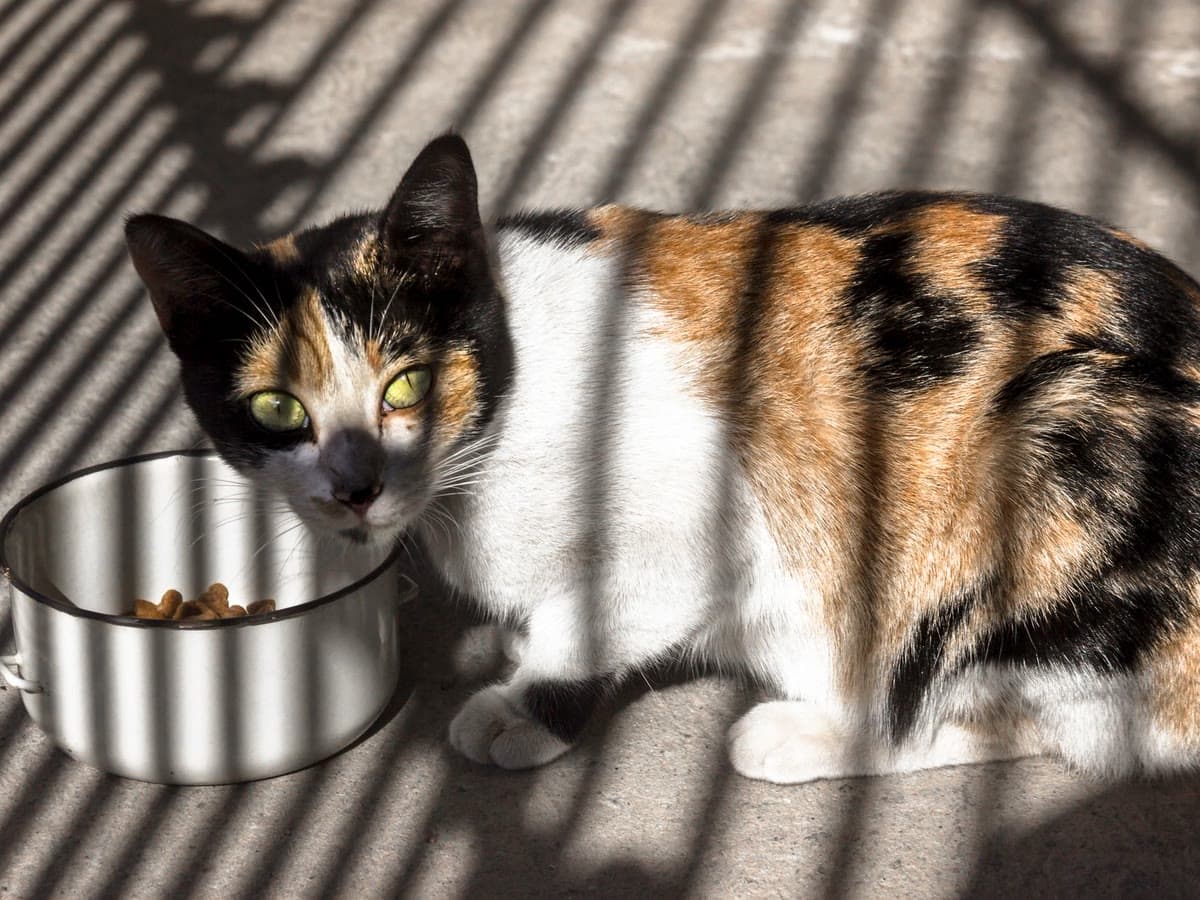 A calico cat eating from a steel bowl in striped sunlight