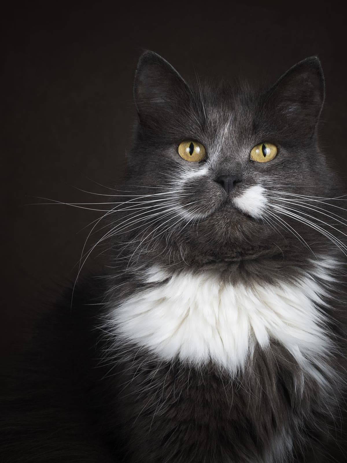 Studio portrait of a long-haired grey and white cat with amber eyes