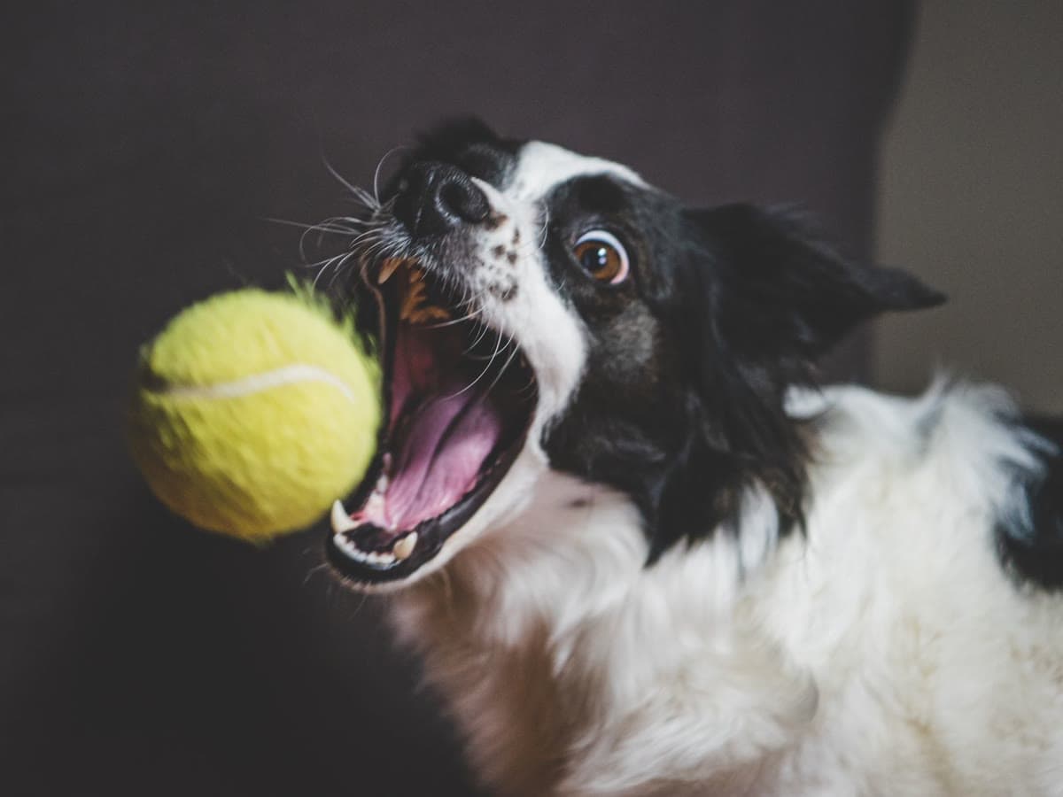 A border collie leaping to catch a tennis ball mid-air
