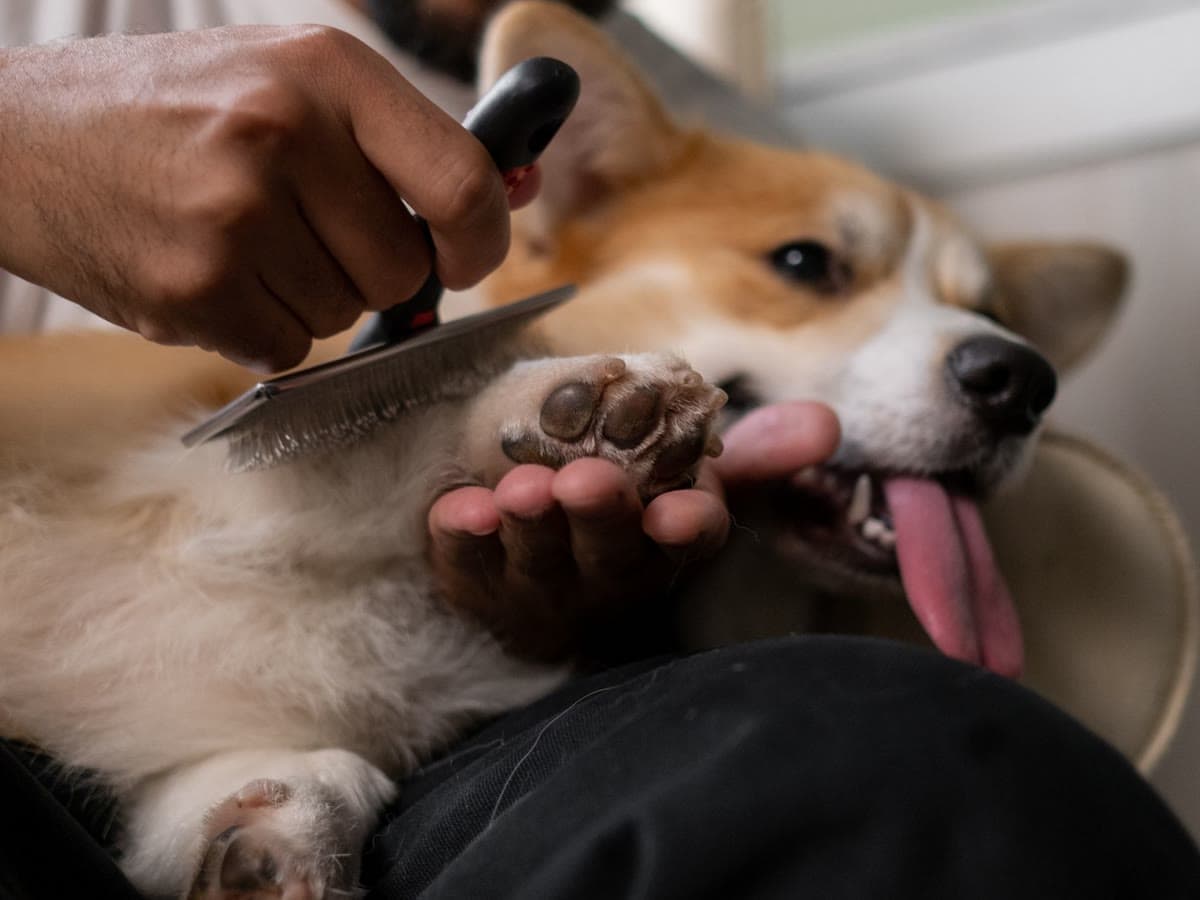 A person gently combing the paw of a relaxed corgi