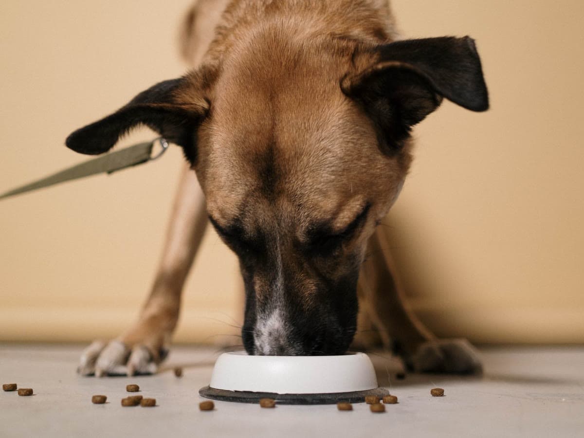 A brown dog eating kibble from a white ceramic bowl
