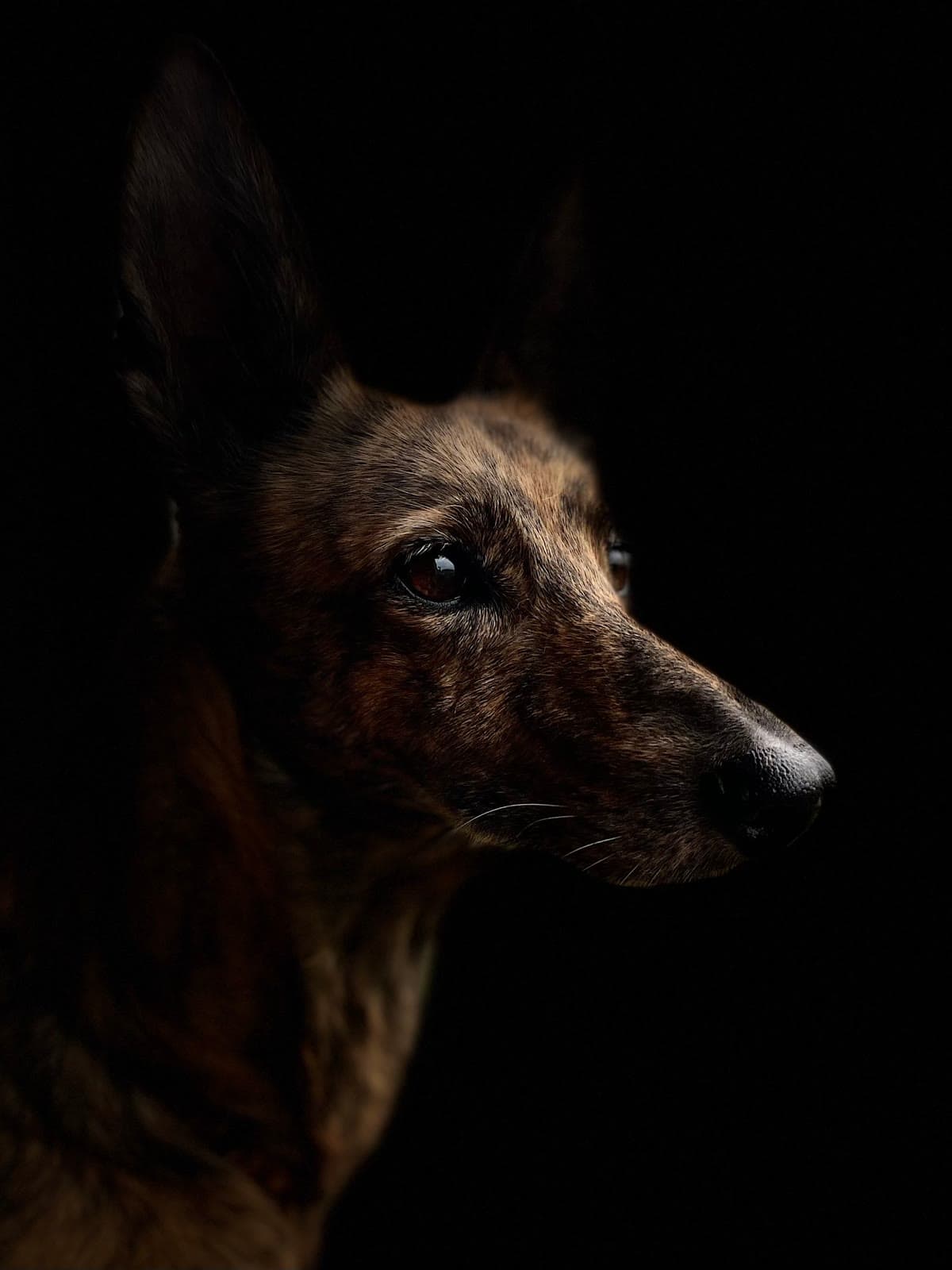 Profile portrait of a long-coated dog lit against a dark background
