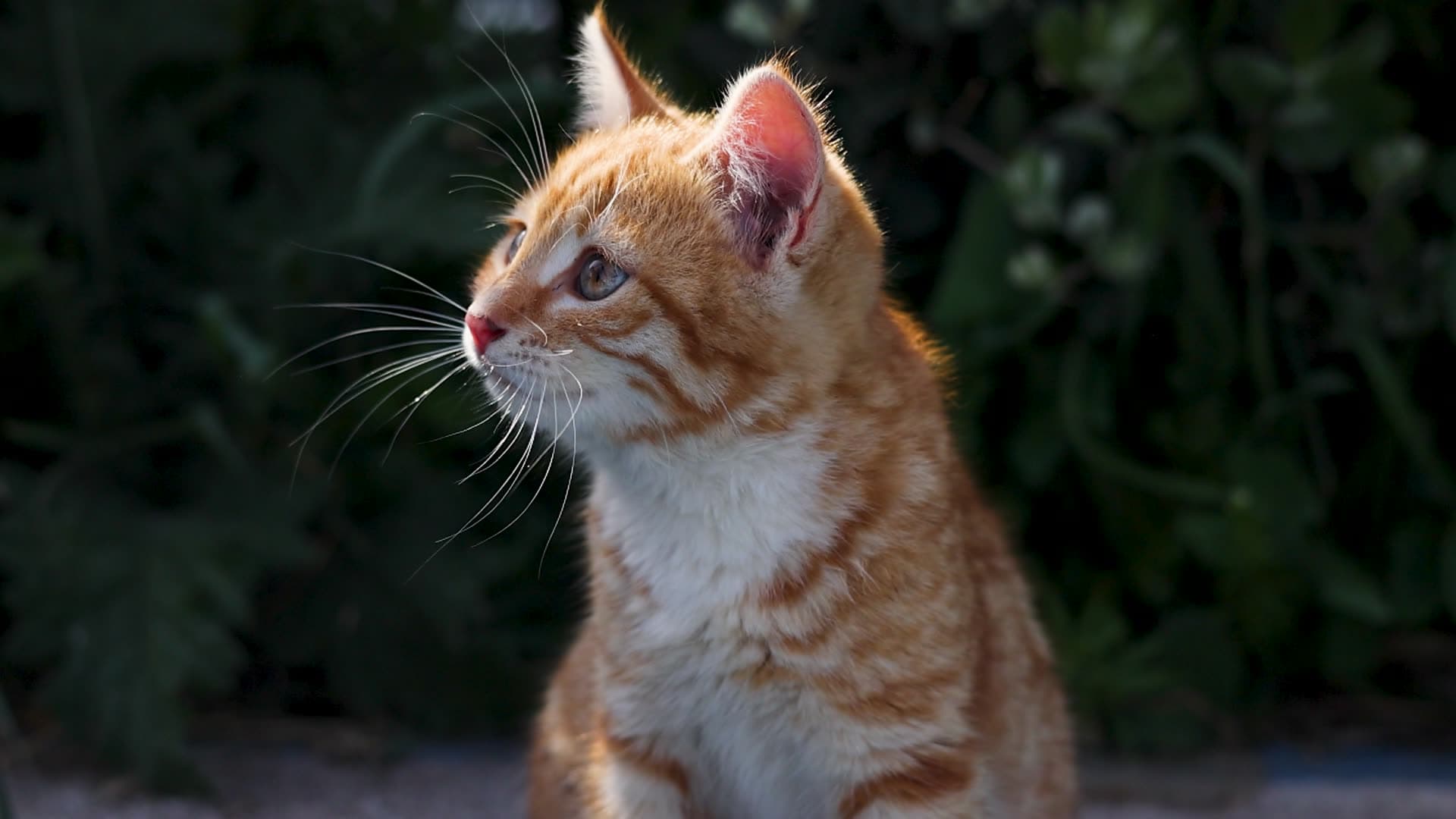 A ginger kitten sitting in warm evening light
