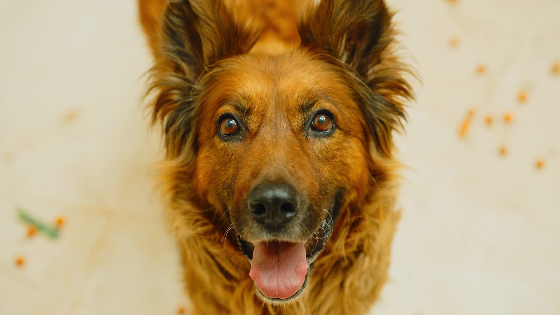 A golden-coated dog looking up, waiting to be greeted