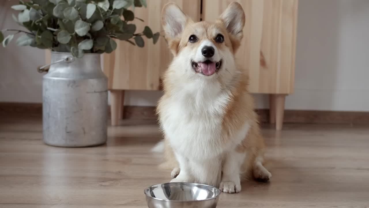 A corgi sitting behind an empty steel bowl, looking up