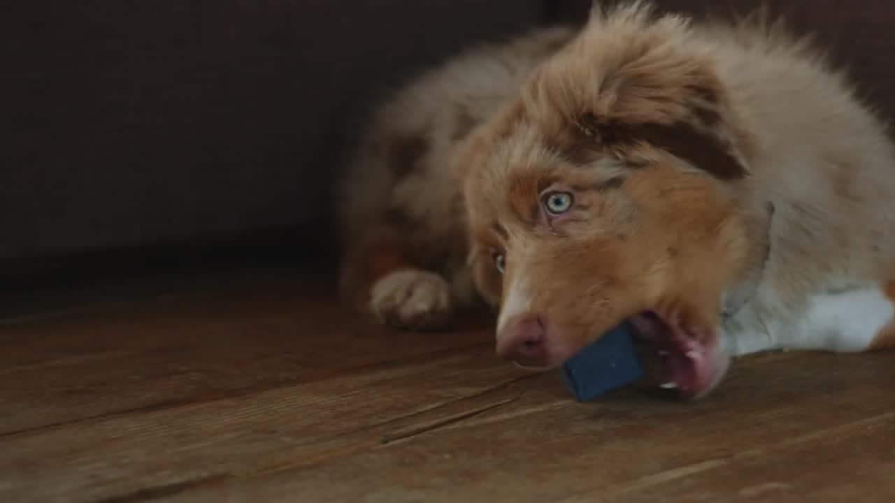 A puppy lying on a wooden floor chewing a rubber toy