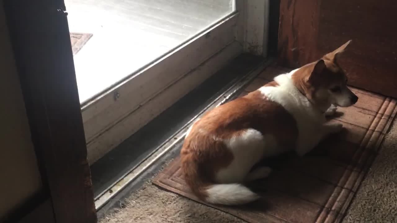 A dog curled on a mat by the front door, watching the daylight