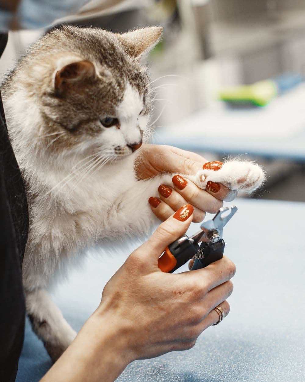 A cat having its claws trimmed with clippers