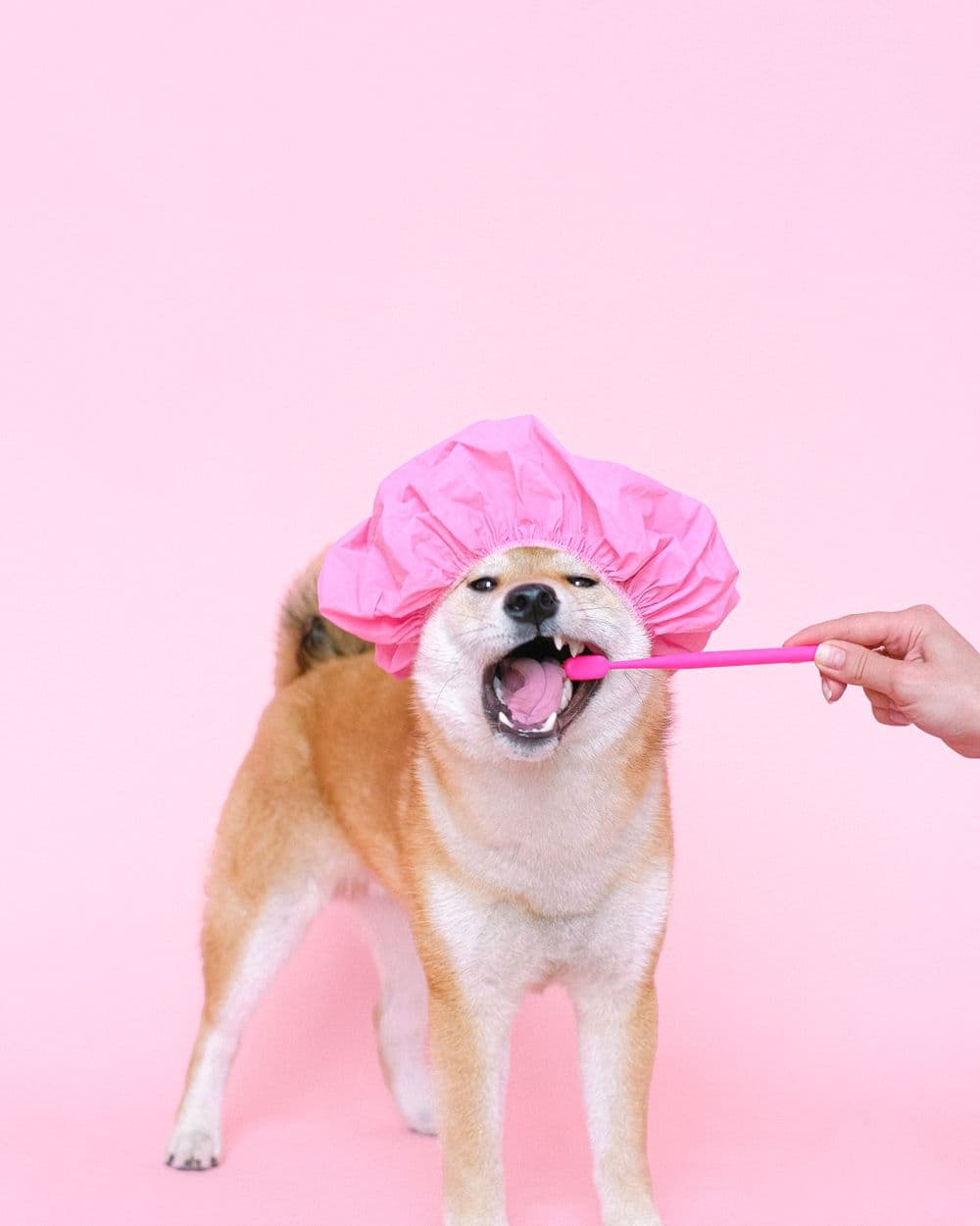 A shiba inu in a shower cap having its teeth brushed