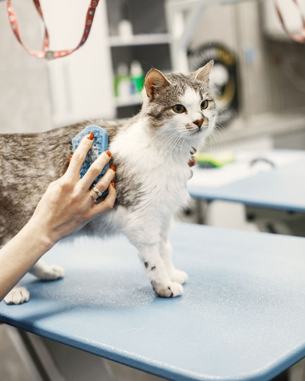 A hand in a grooming glove stroking a tabby cat
