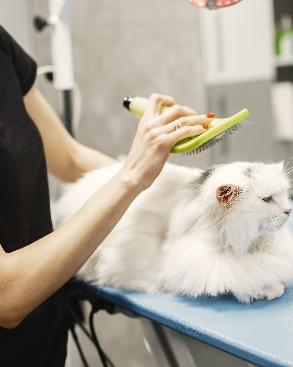 A groomer brushing a long-haired white cat with a slicker brush