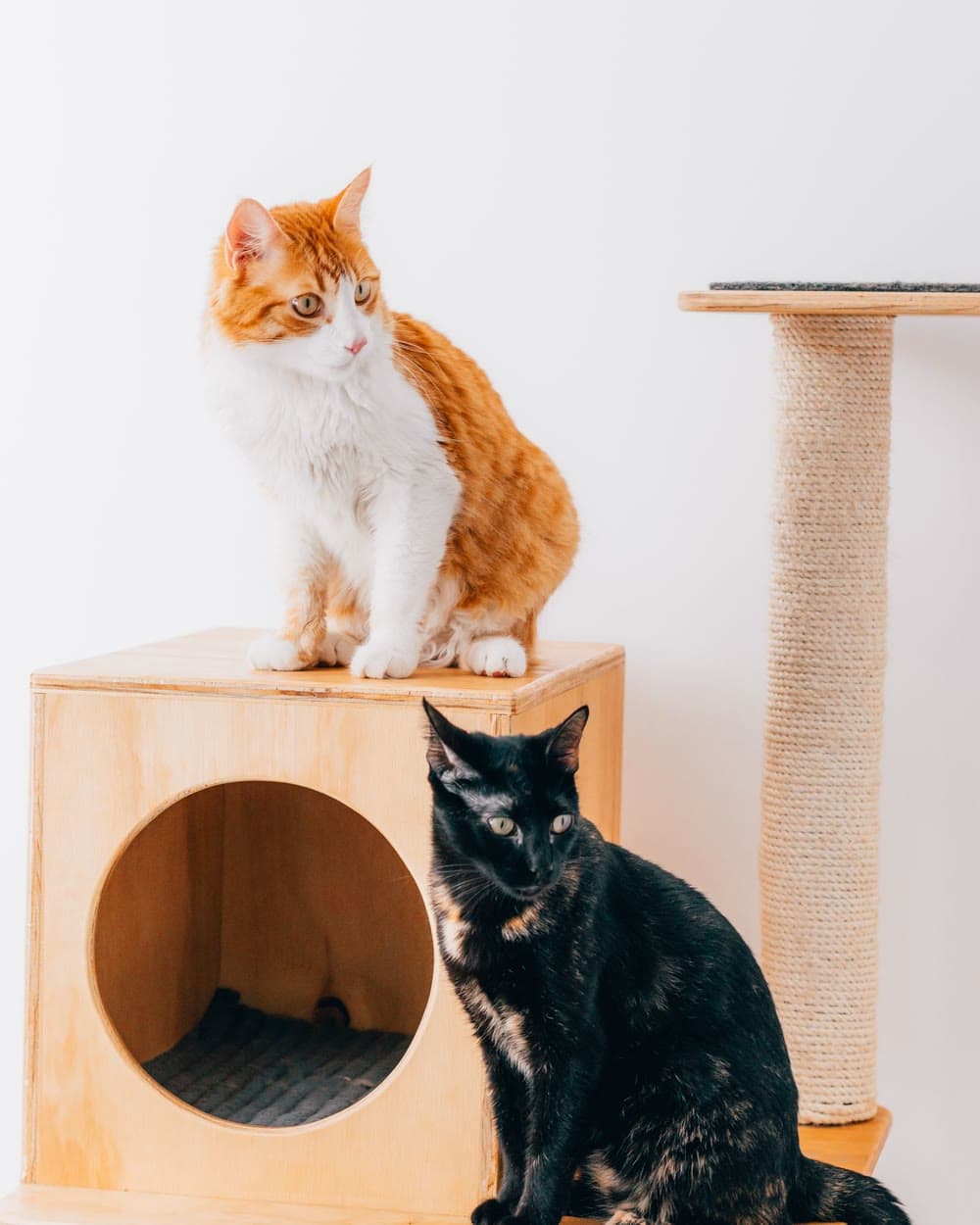 Two cats on a wooden cat house with a sisal scratching post