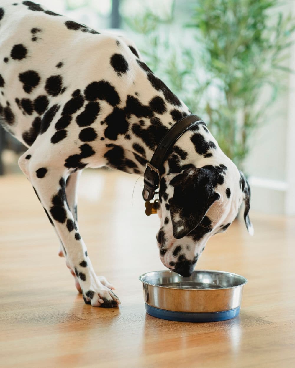 A dalmatian eating from a stainless steel bowl on a wooden floor