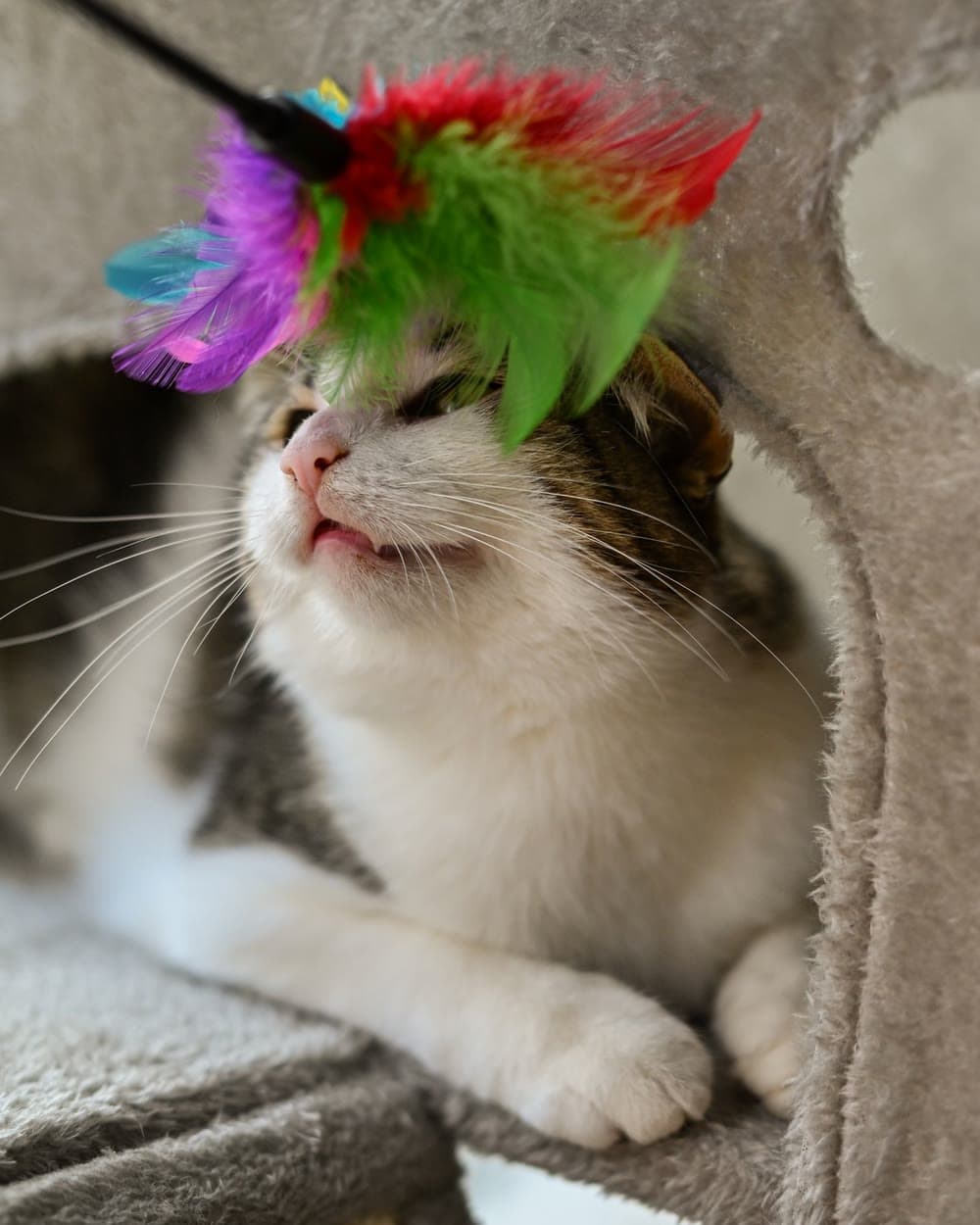 A cat batting at a bright multicoloured feather wand toy