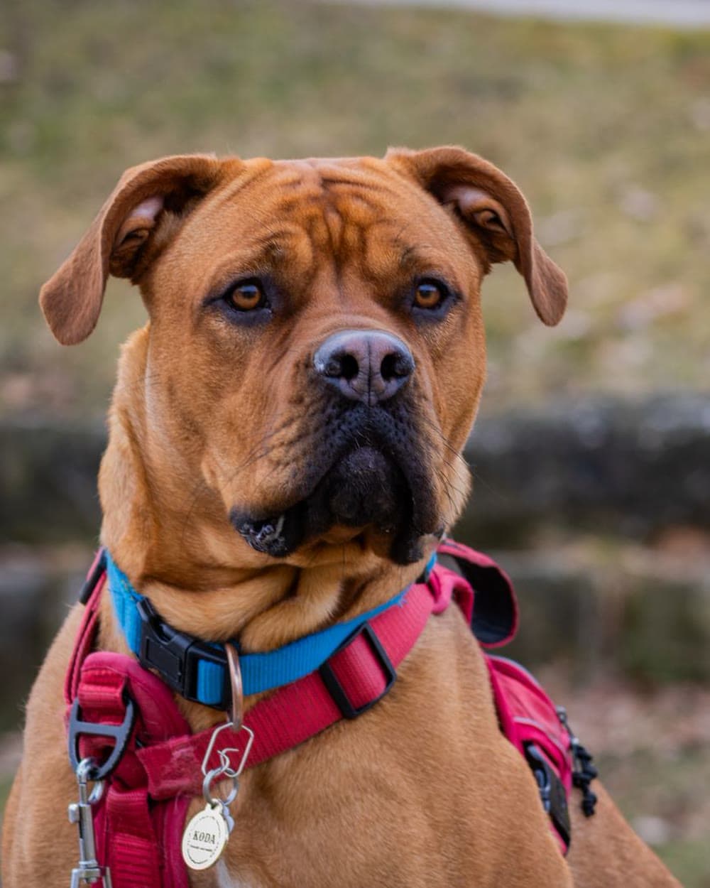 A tan dog wearing a padded red walking harness outdoors