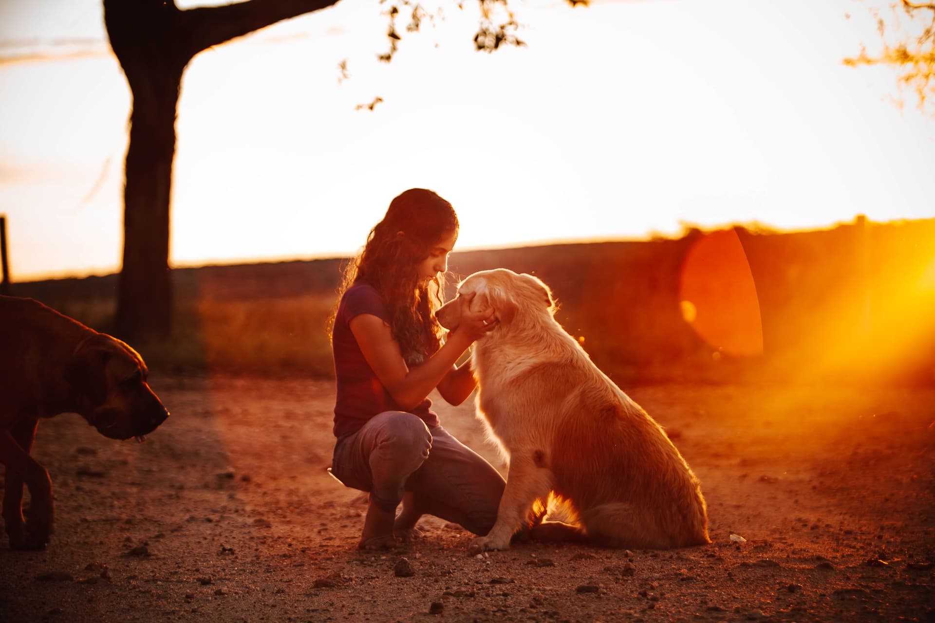 A young woman crouching to hold her golden retriever's face at sunset