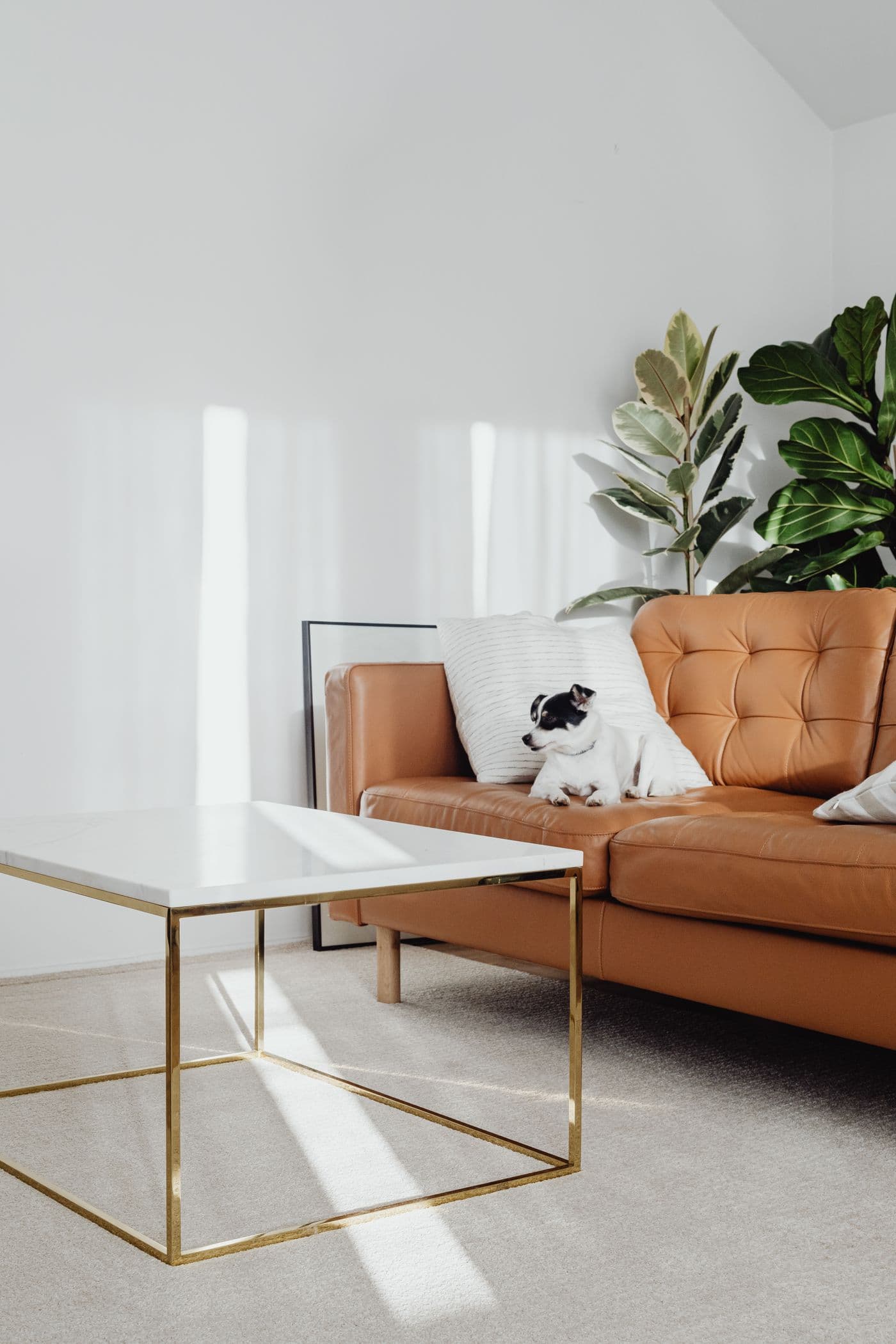 A small dog resting on a tan leather sofa in a bright, minimal living room
