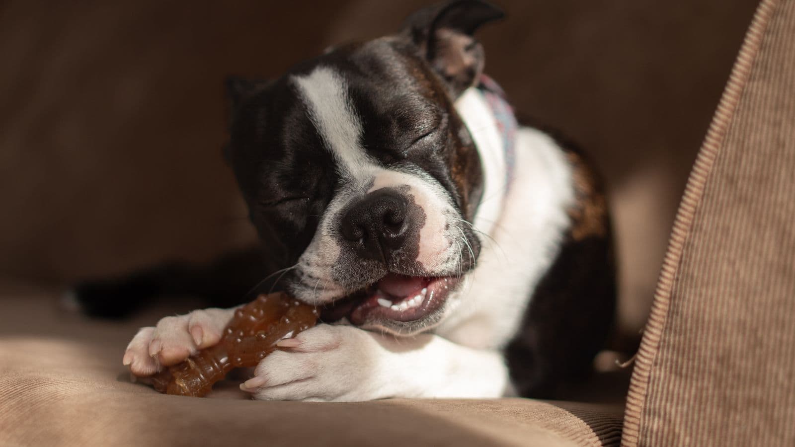 A black and white dog lying on a sofa chewing a textured dental chew