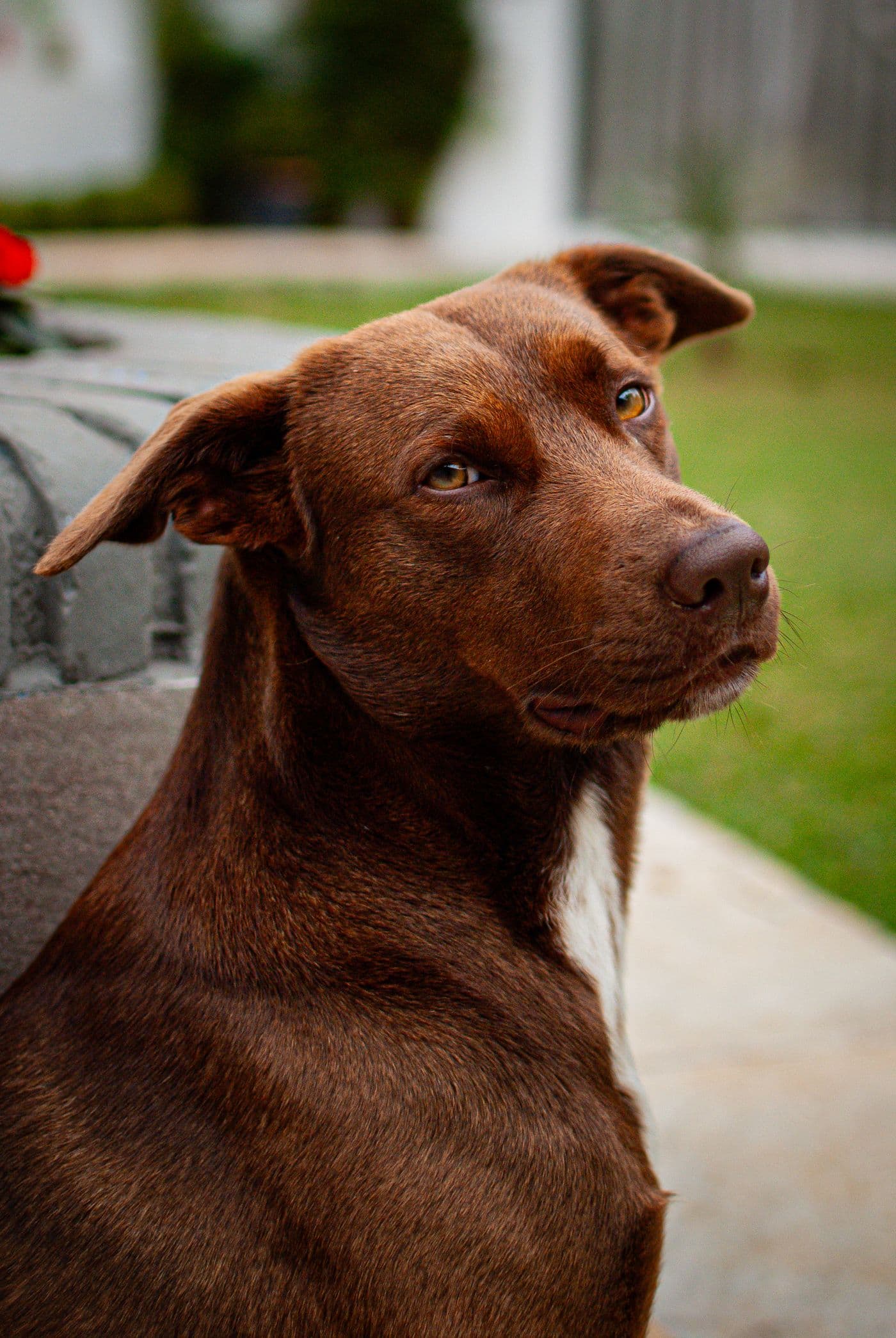 A brown dog tilting its head, listening